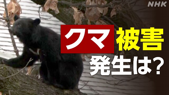 熊に人が襲われる被害夕方から朝が多い